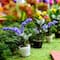 Mini Potted Orchid Plants by Make Market®